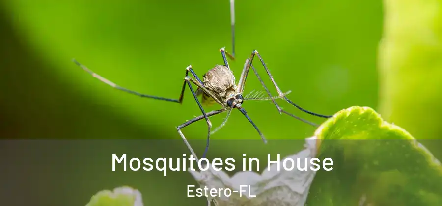  Mosquitoes in House Estero-FL