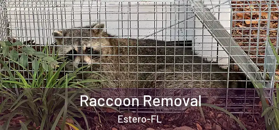 Raccoon Removal Estero-FL