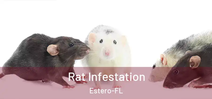 Rat Infestation Estero-FL