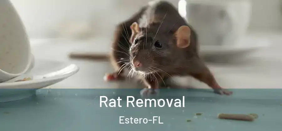  Rat Removal Estero-FL