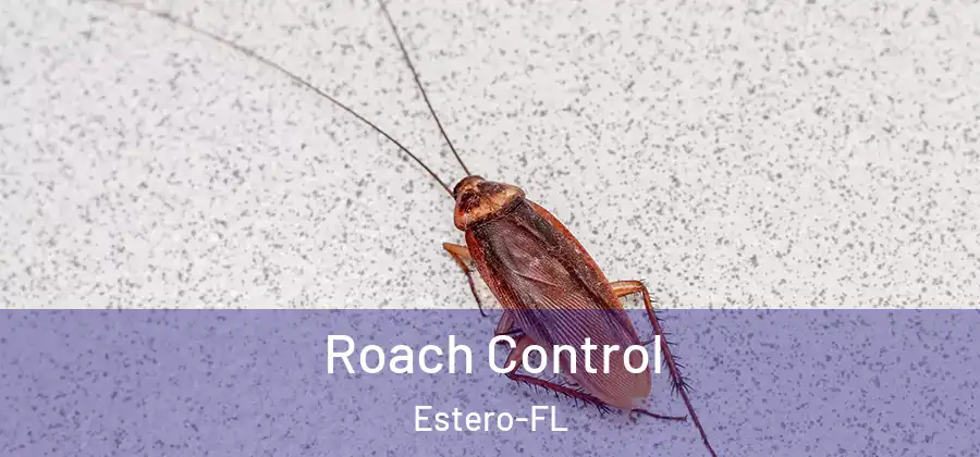 Roach Control Estero-FL