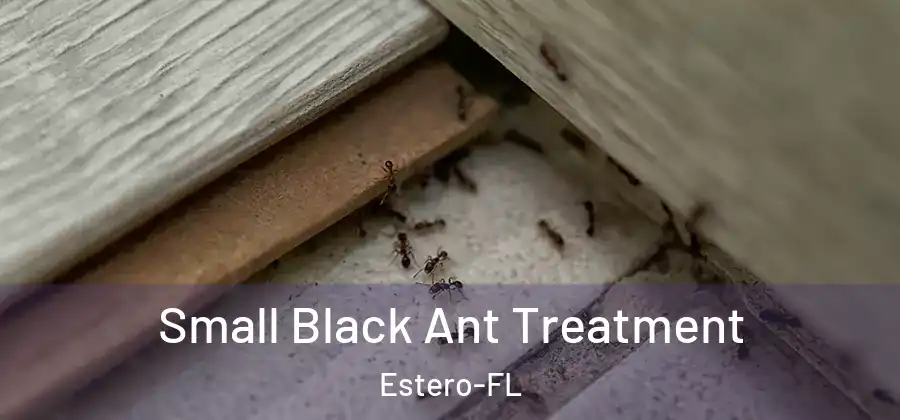 Small Black Ant Treatment Estero-FL