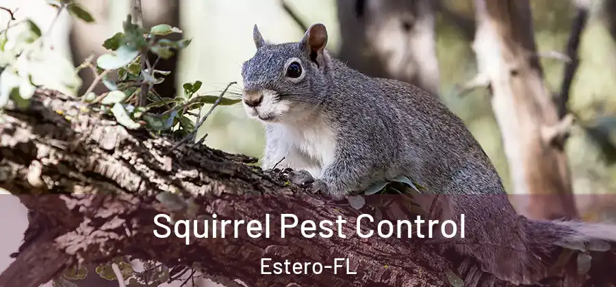 Squirrel Pest Control Estero-FL
