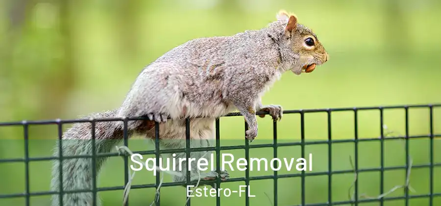 Squirrel Removal Estero-FL