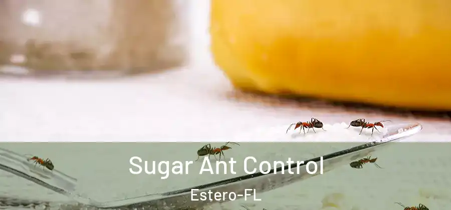 Sugar Ant Control Estero-FL
