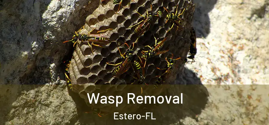 Wasp Removal Estero-FL