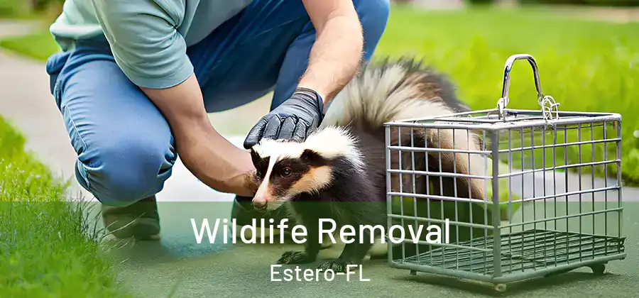  Wildlife Removal Estero-FL